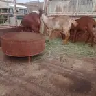 3 عنقان للبيع المستعجل