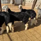 بهم ربط نجد