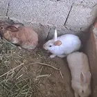 ارانب للبيع