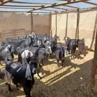 معزاء مراح واحد