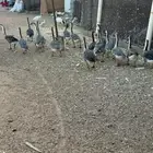 وز عراقي