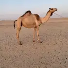 ناقه اصيل