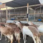 غنم سواكن