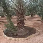 في مخطط الرحمانيه