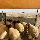 بهم نعيم 12