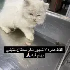 قط للتبني