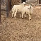 طليان حرية حري حبص