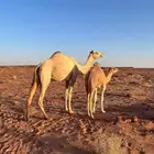 للبيع ناقه حره الجهامه من سلالته الجهمات