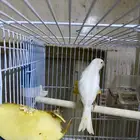 كناري