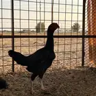 دجاج الماني