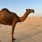 ضريبه طيبه
