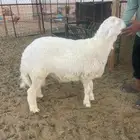 طلي خاروف خروف حري