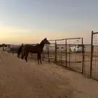 للبيع مهره