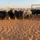 غنم نجد