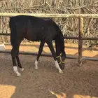 امهار شعبية للبيع