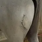 فحل شعبي