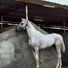 حصان