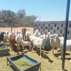 للبيع غنم حريات