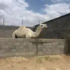 ناقه للبيع