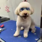 جرو توي بودل للبيع