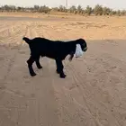 للبيع تيس