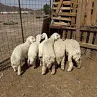 ذبايح طليان حري لحد باب بيتك -والتوصيل-لجميع أحياء المدينه