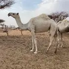بكره ثنيه