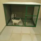 معزا قزميات