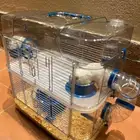 هامستر سوري ابيض ذكر وانثى وملحقاته