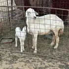 حريه يتبعها خروف