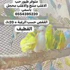 طيور حب