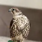 طير حر ايراني