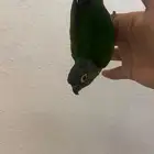 كنيور قرين شيك عمر 7 شهور الييف و هدد داخلي و يقبل مسح كامل