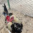 ديكه للبيع
