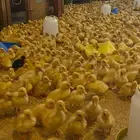 صوص بط بكيني