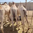 قعدان صوماليه جمله وتفريد