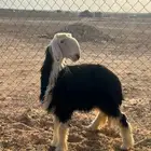 رخل نجديه شحم تم البيع تم البيع