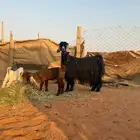 عنز عارضيه متاوم