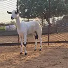 جازان صامطة جنوب خضراء صامطة