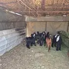 تبوس