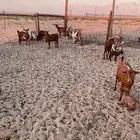 معزا جنوبيات وليد 21 معها 21