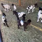 دواغير نعيم