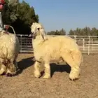 طلي فحل عربي ابيض مكحل من نوادر الحلال مشروع فحل فااخر