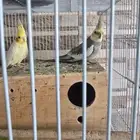 طيور كروان
