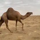 بعيرساحلي