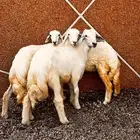 طليين ورخل. البيع