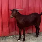 تيوس (ثنيان )سمان نظيف جدآ العدد 2