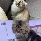 قطط