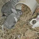 ارانب للبيع القصيم بريدة