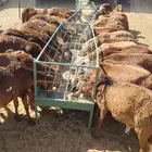 غنم للبيع برابر سواكن تيوس نعيمي قعدان